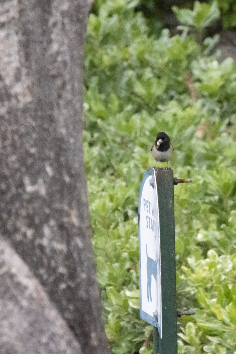 Dark-eyed Junco - ML655362075