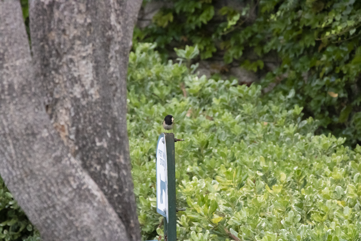 Dark-eyed Junco - ML655362076