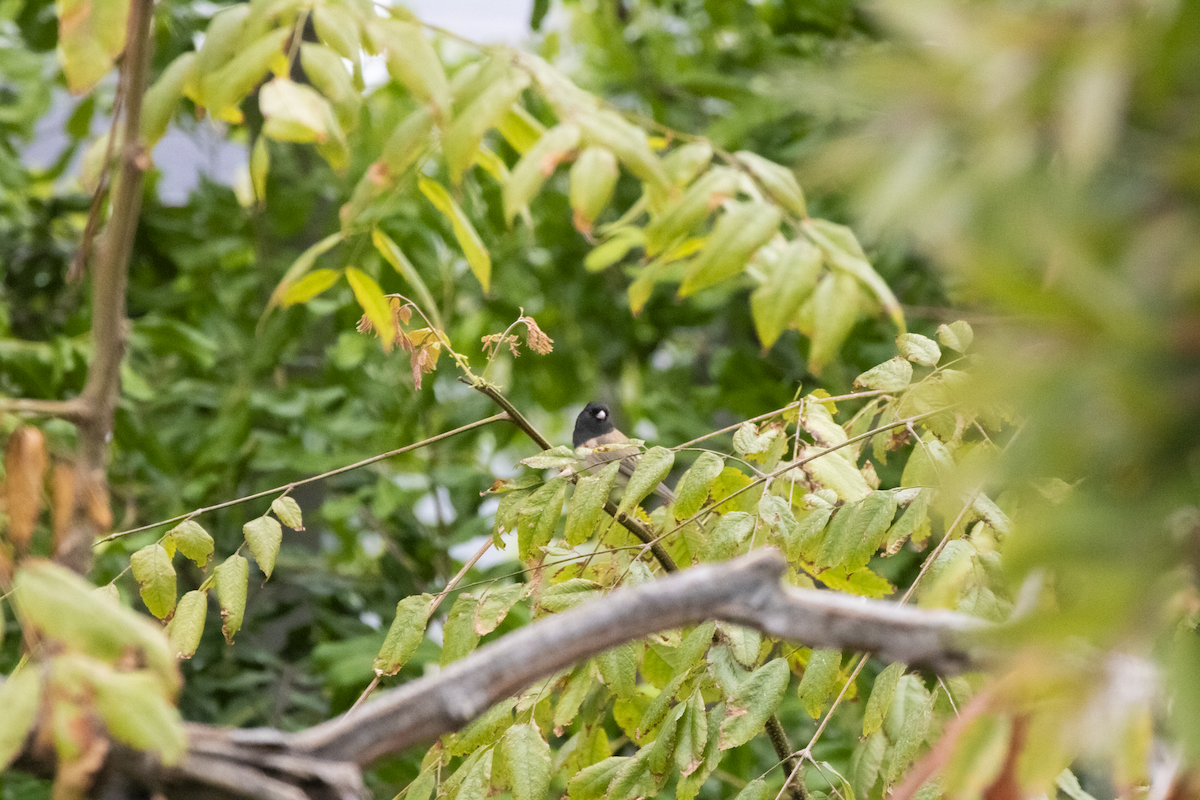 Dark-eyed Junco - ML655362077