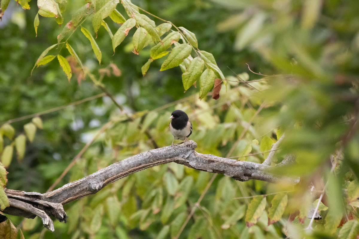 Dark-eyed Junco - ML655362079