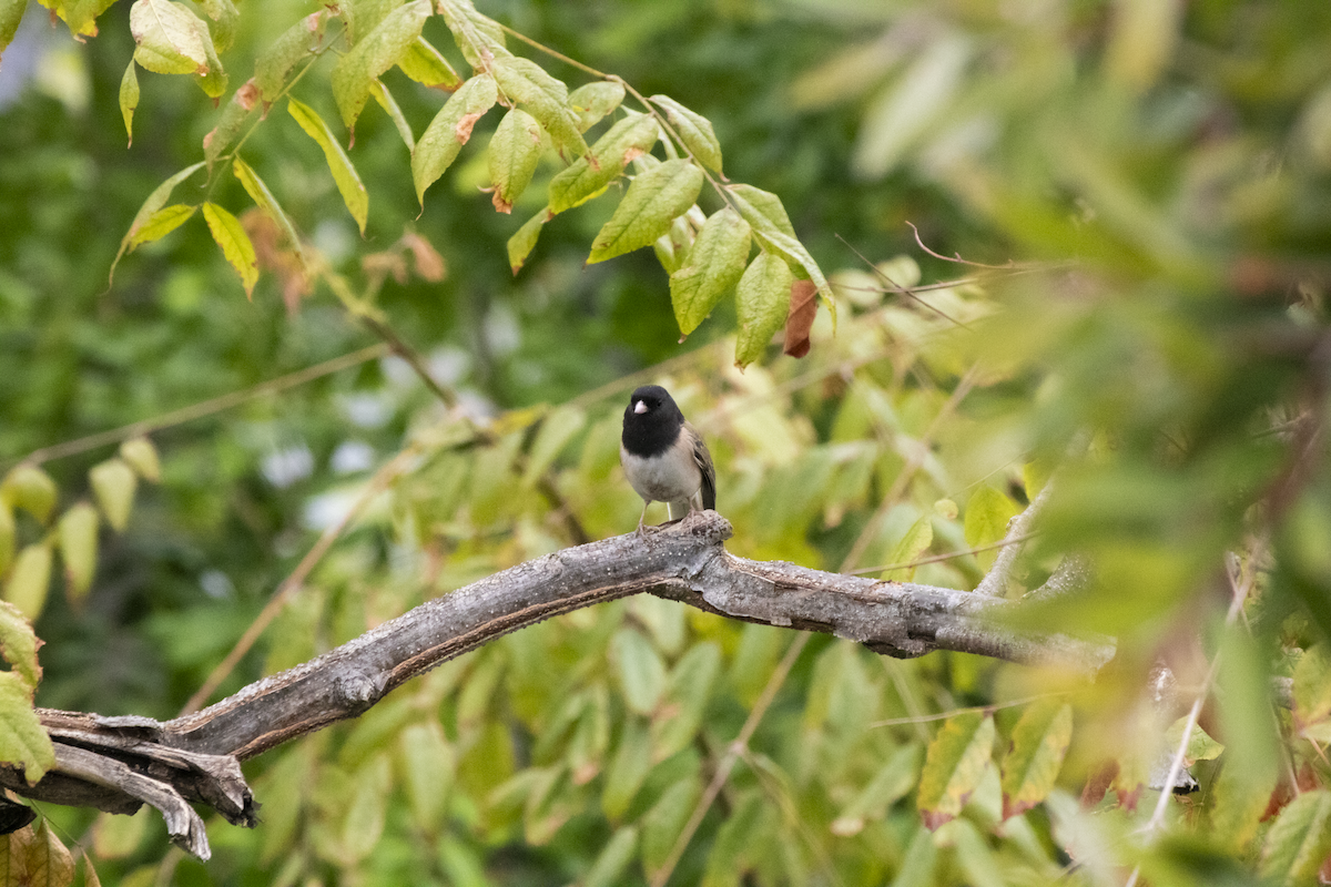 Dark-eyed Junco - ML655362080