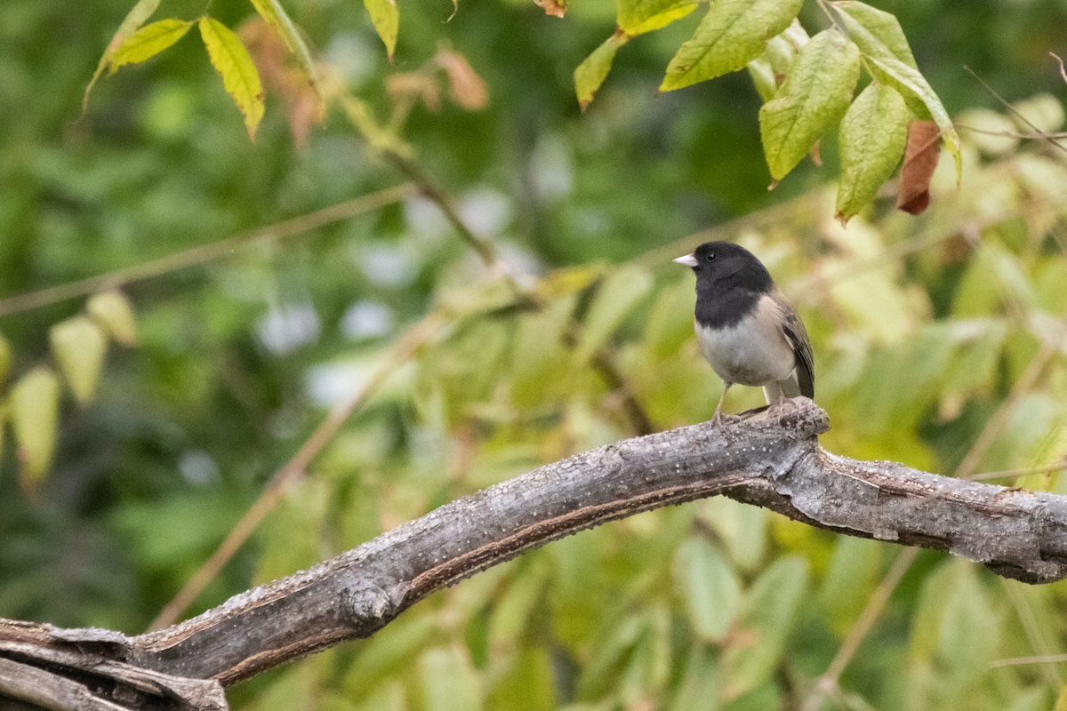Dark-eyed Junco - ML655362081