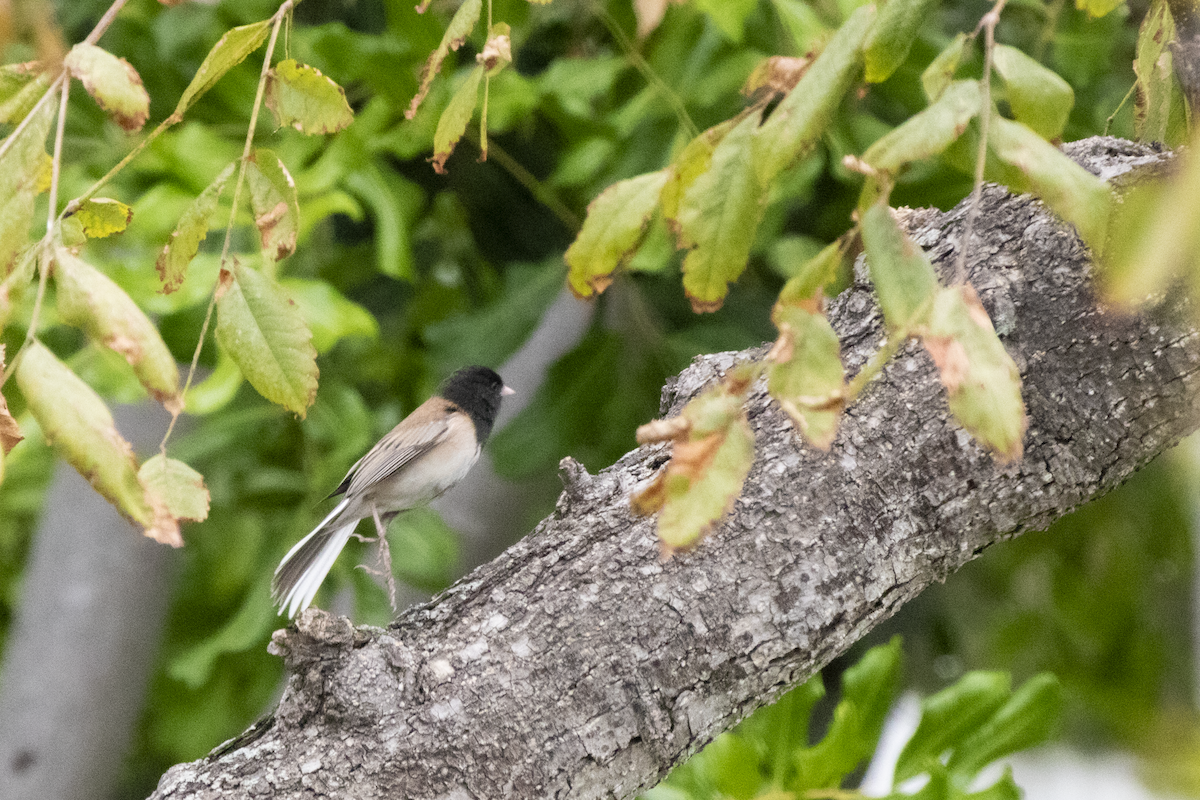 Dark-eyed Junco - ML655362083