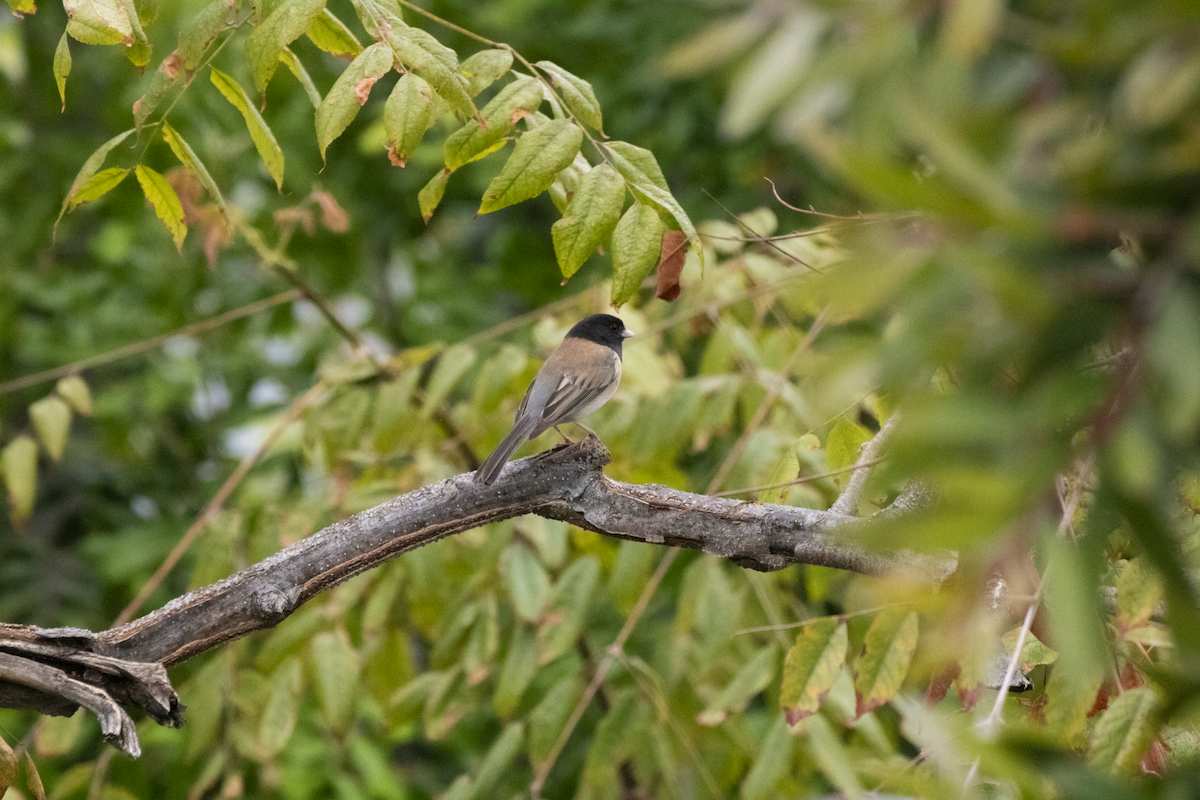 Dark-eyed Junco - ML655362084