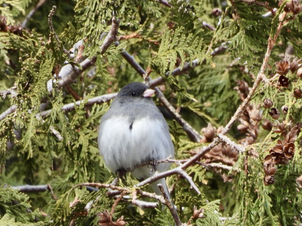 Dark-eyed Junco - ML655362118
