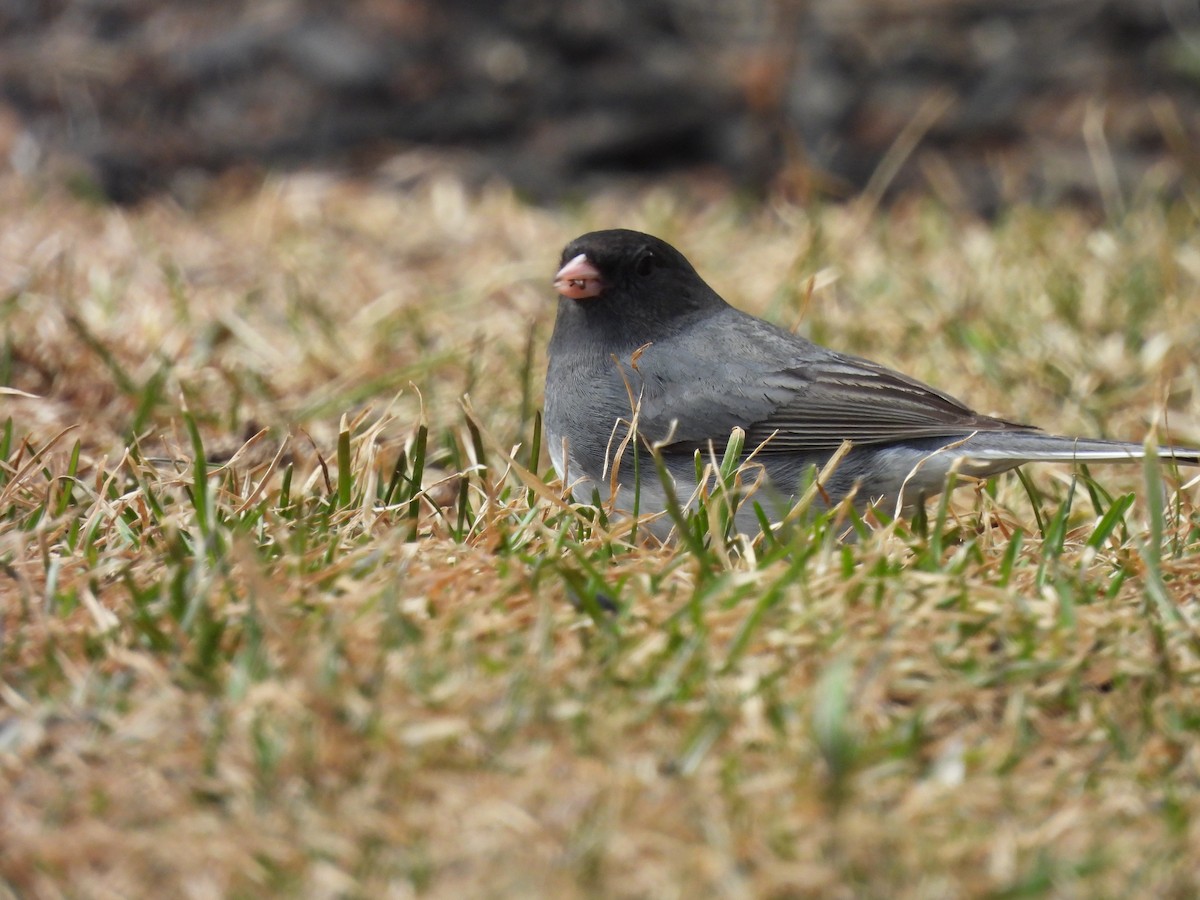 Dark-eyed Junco - ML655362119