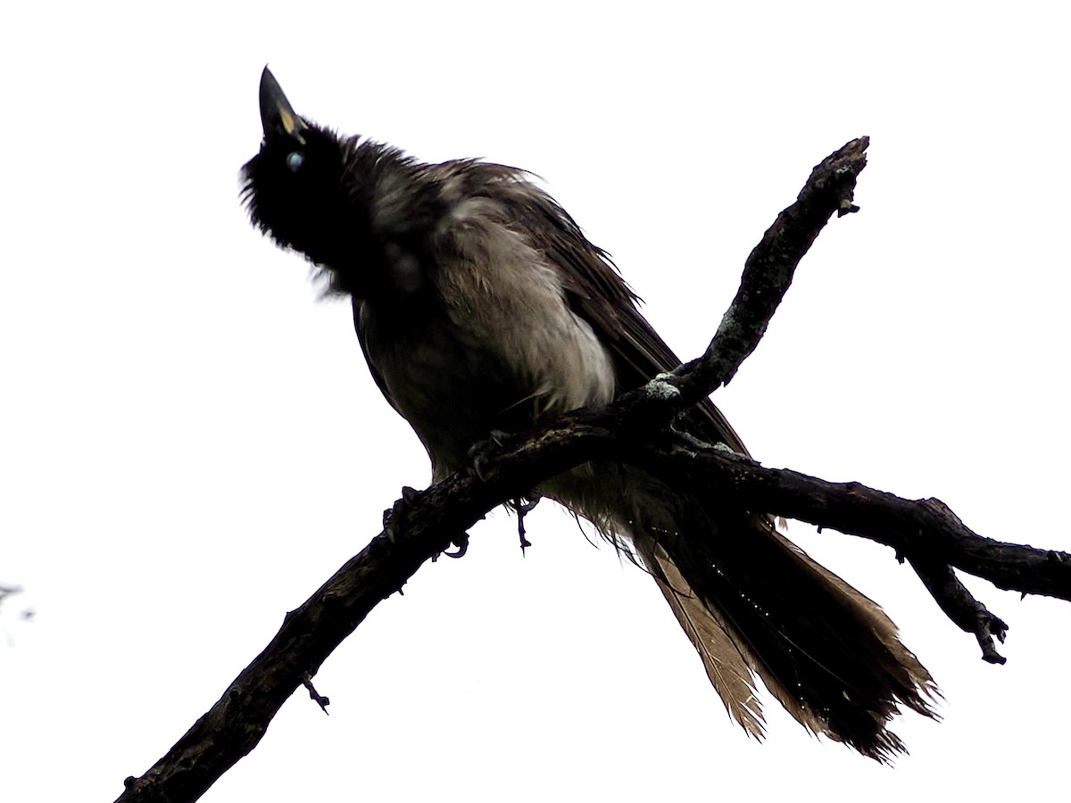 Brown Jay - ML655362178
