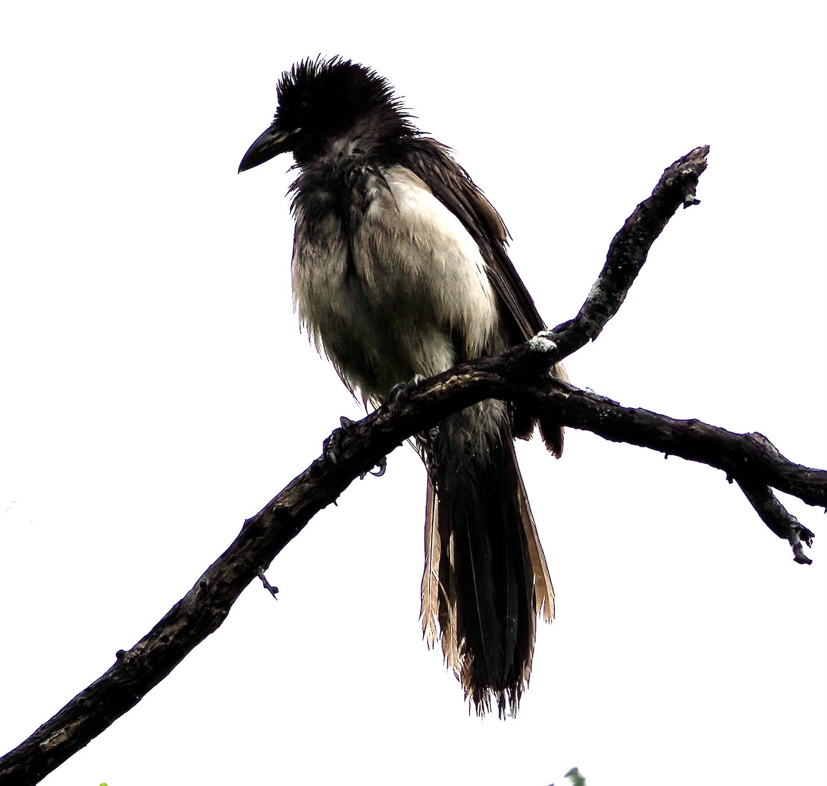 Brown Jay - ML655362179