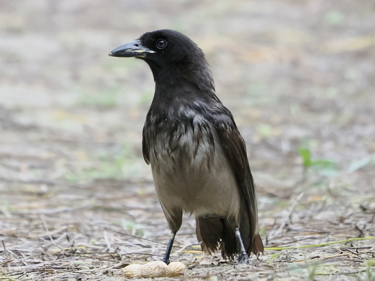Brown Jay - ML655362180