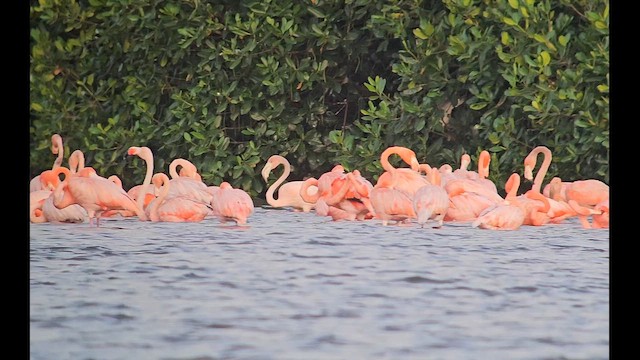 Amerika Flamingosu - ML655362562