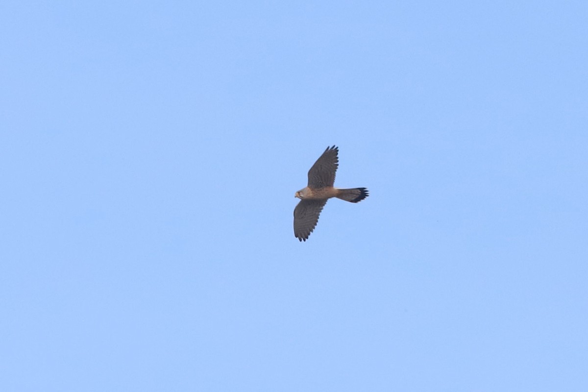 Eurasian Kestrel - ML655362604