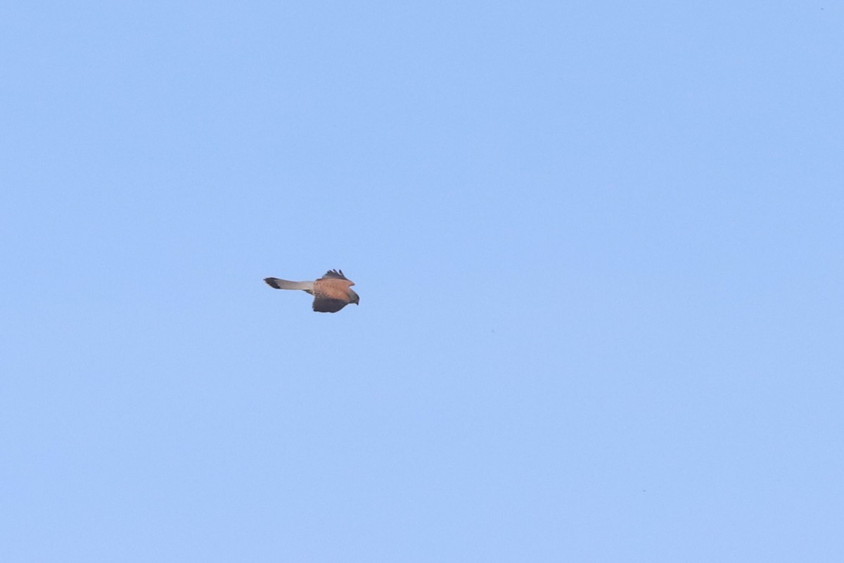Eurasian Kestrel - ML655362605
