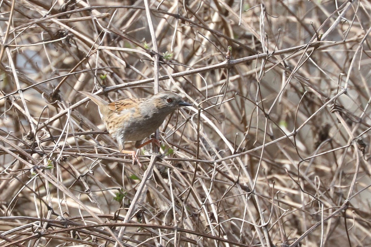 Dunnock - ML655362847