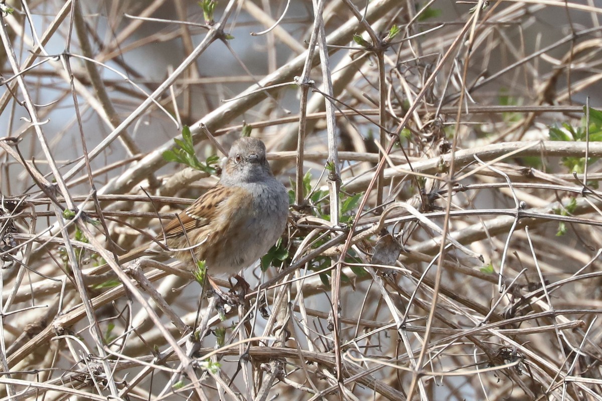 Dunnock - ML655362848