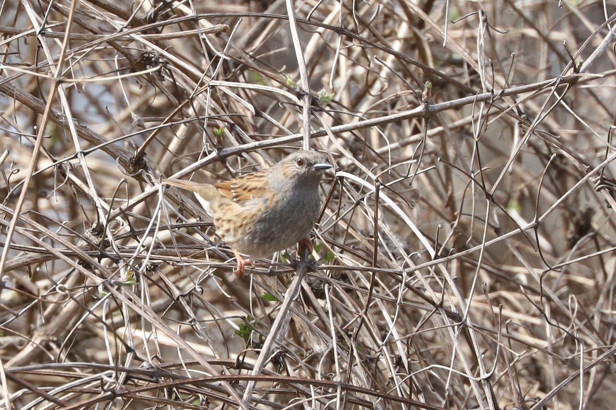 Dunnock - ML655362849