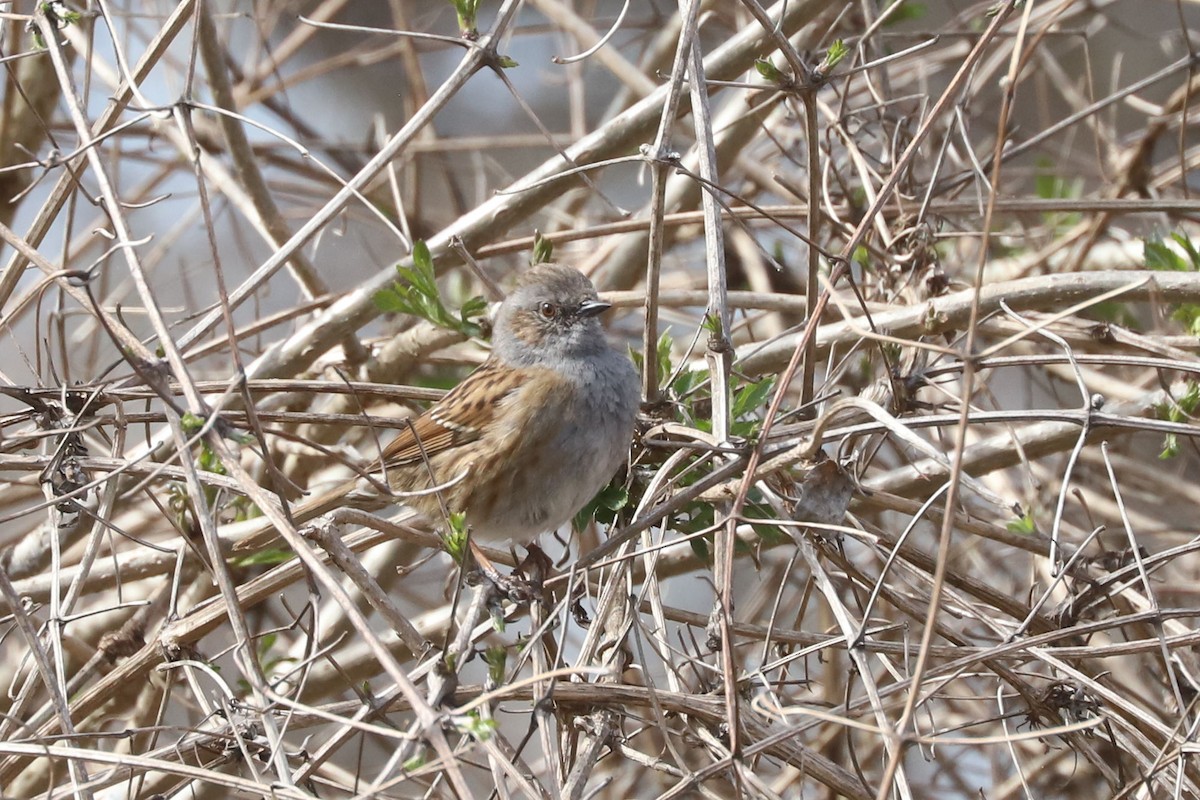 Dunnock - ML655362850