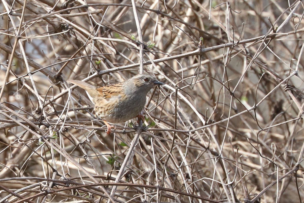 Dunnock - ML655362851