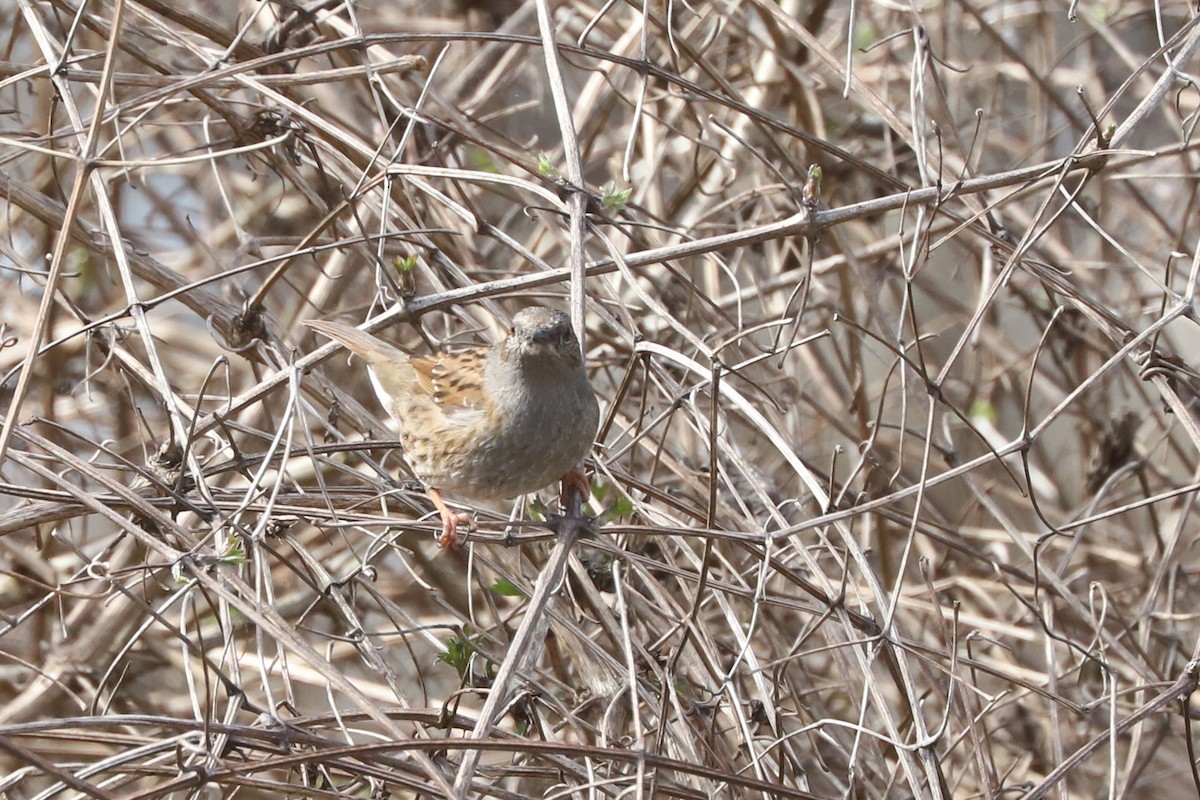 Dunnock - ML655362852