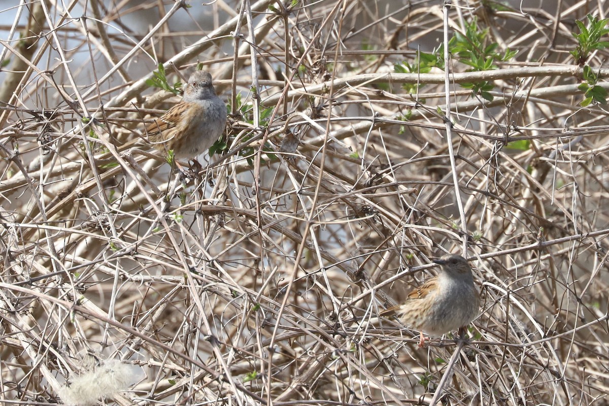 Dunnock - ML655362853