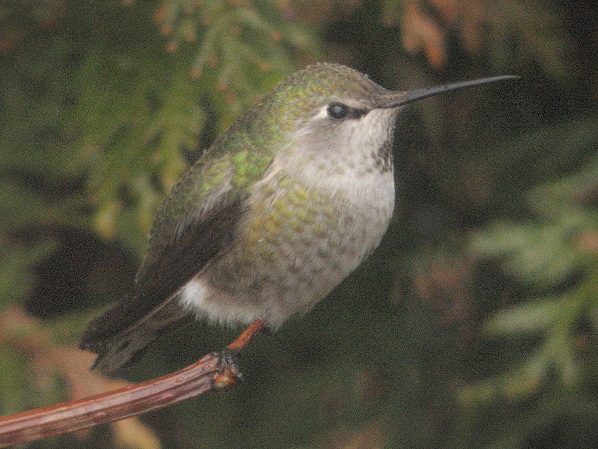 Anna's Hummingbird - ML65536661
