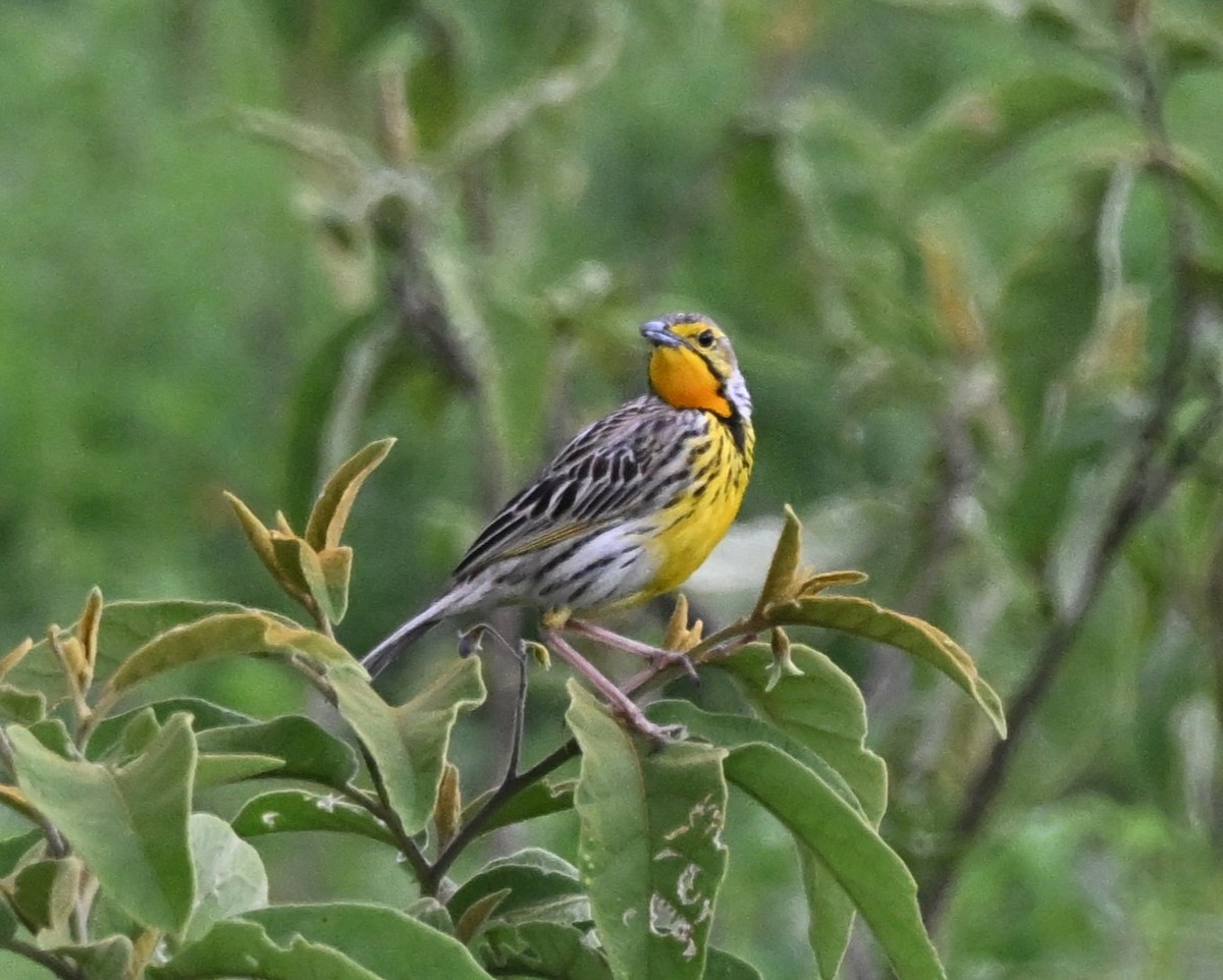 Panganipieper - ML655366773