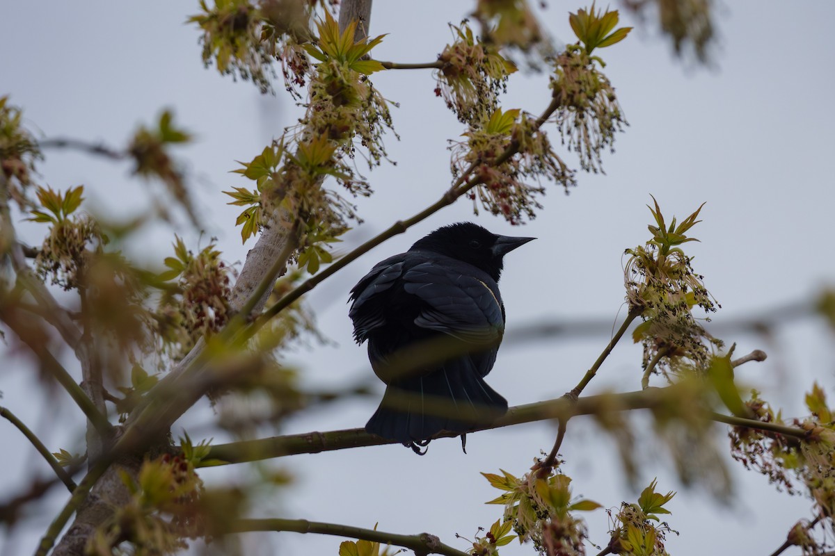 Red-winged Blackbird - ML655367764