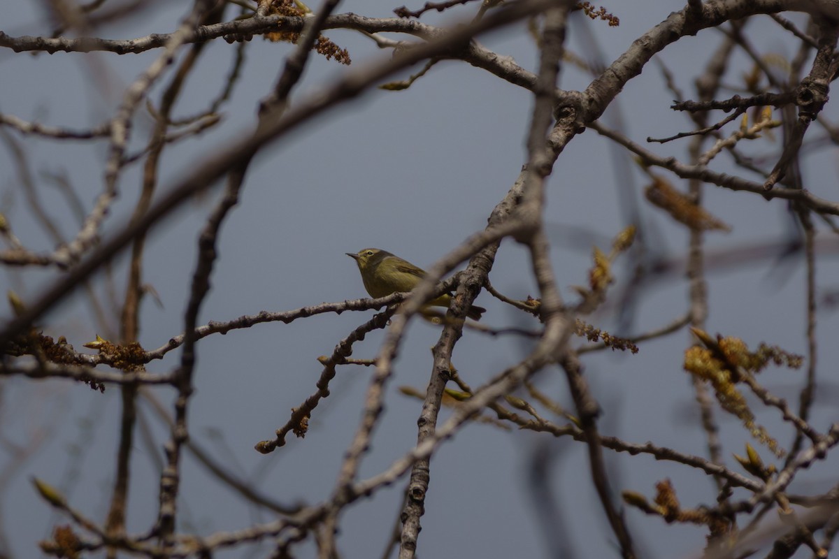 Orange-crowned Warbler - ML655367794