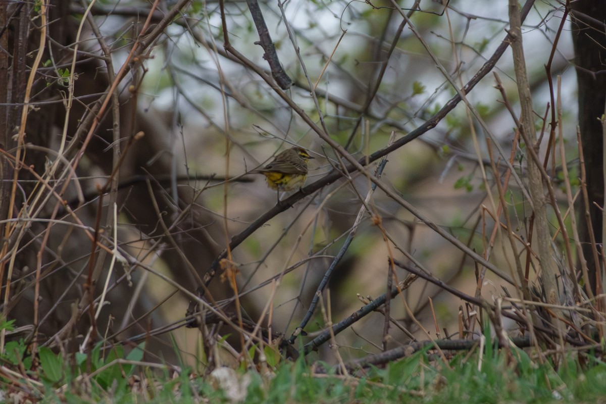 Palm Warbler - ML655367805