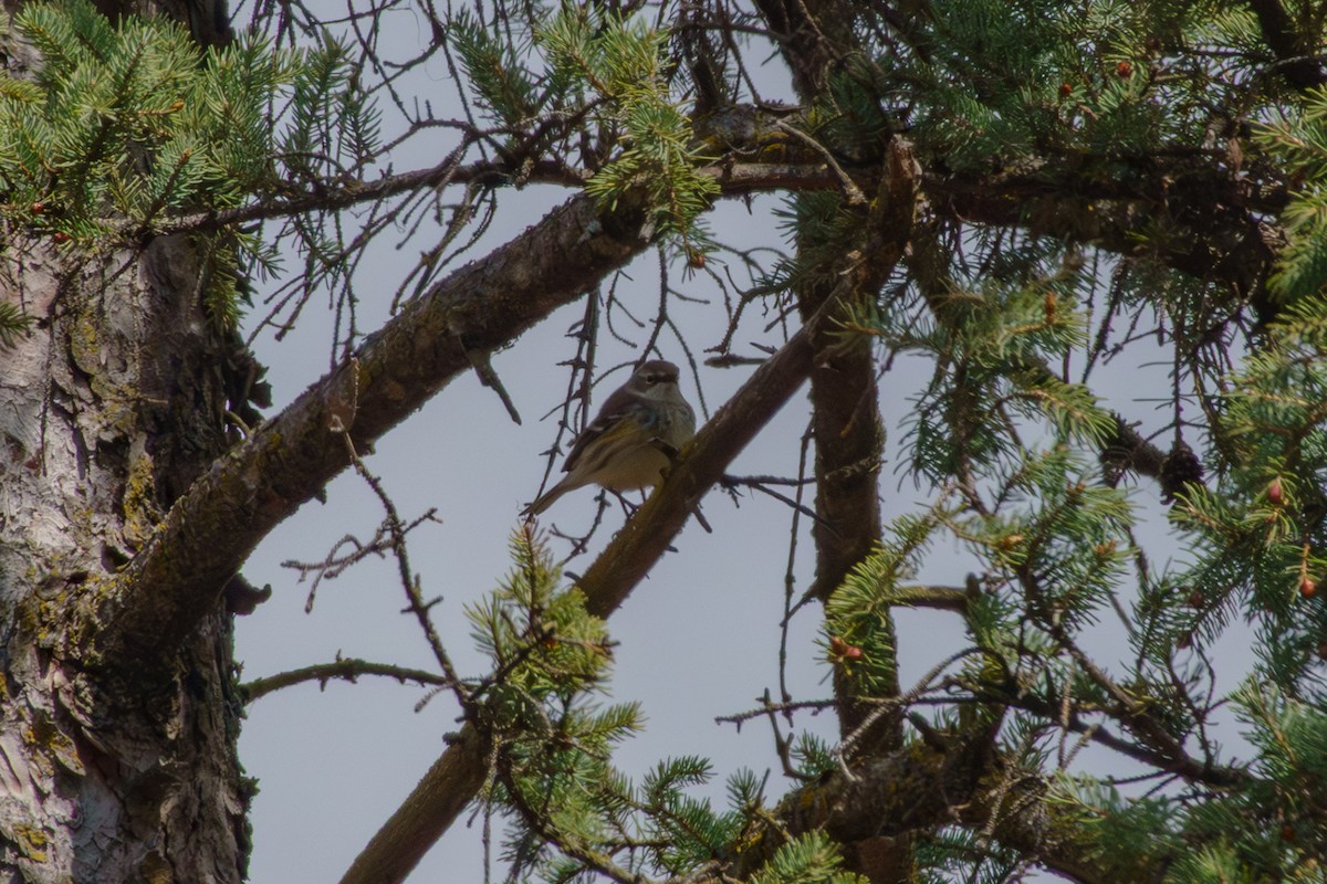 Yellow-rumped Warbler - ML655367845