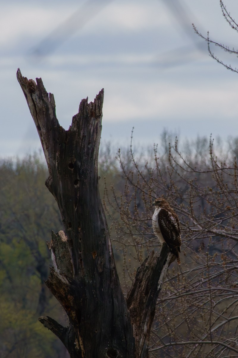 Red-tailed Hawk - ML655368032