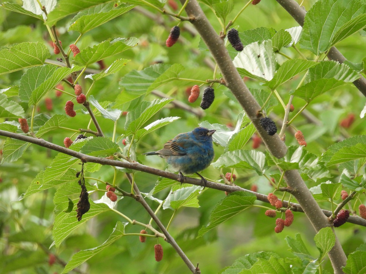Indigo Bunting - ML655376587