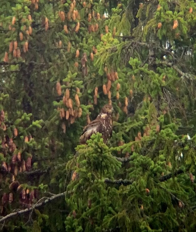 Falco pecchiaiolo - ML65537661