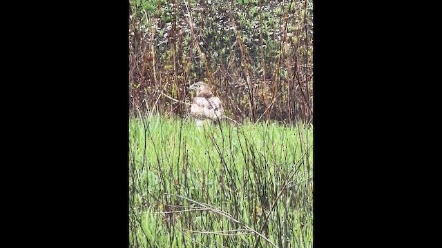 Red-tailed Hawk - ML655376705