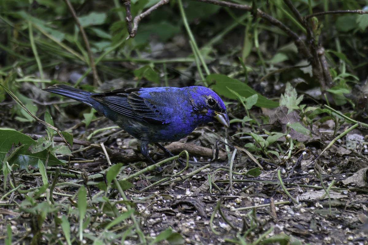 Indigo Bunting - ML655376870