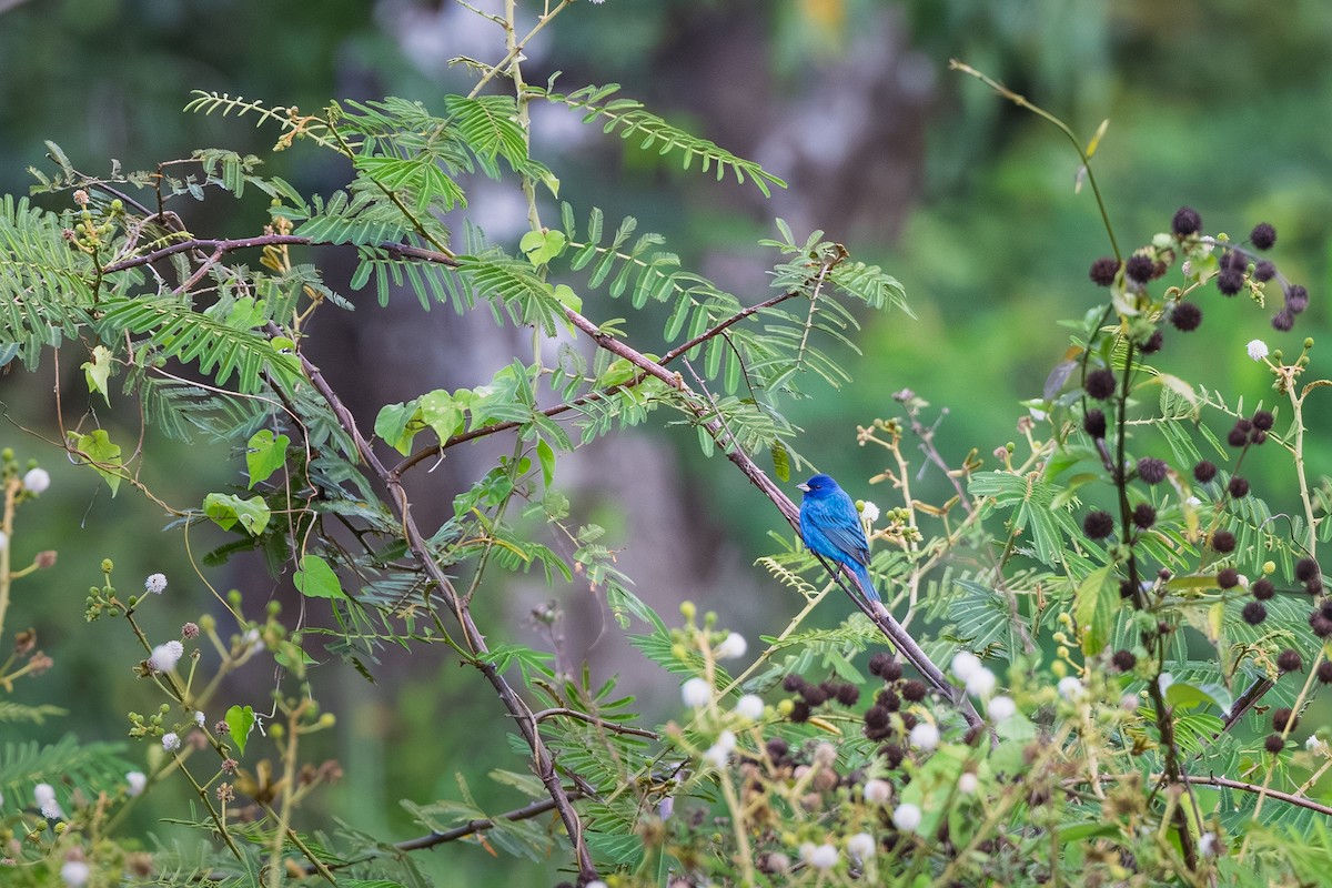 Indigo Bunting - ML655377437