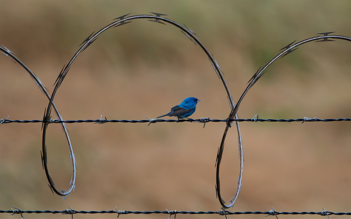 Indigo Bunting - ML655377680