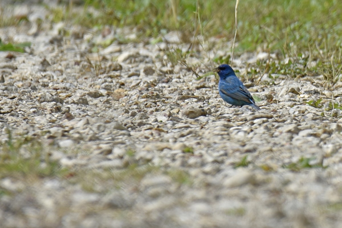 Indigo Bunting - ML655378038