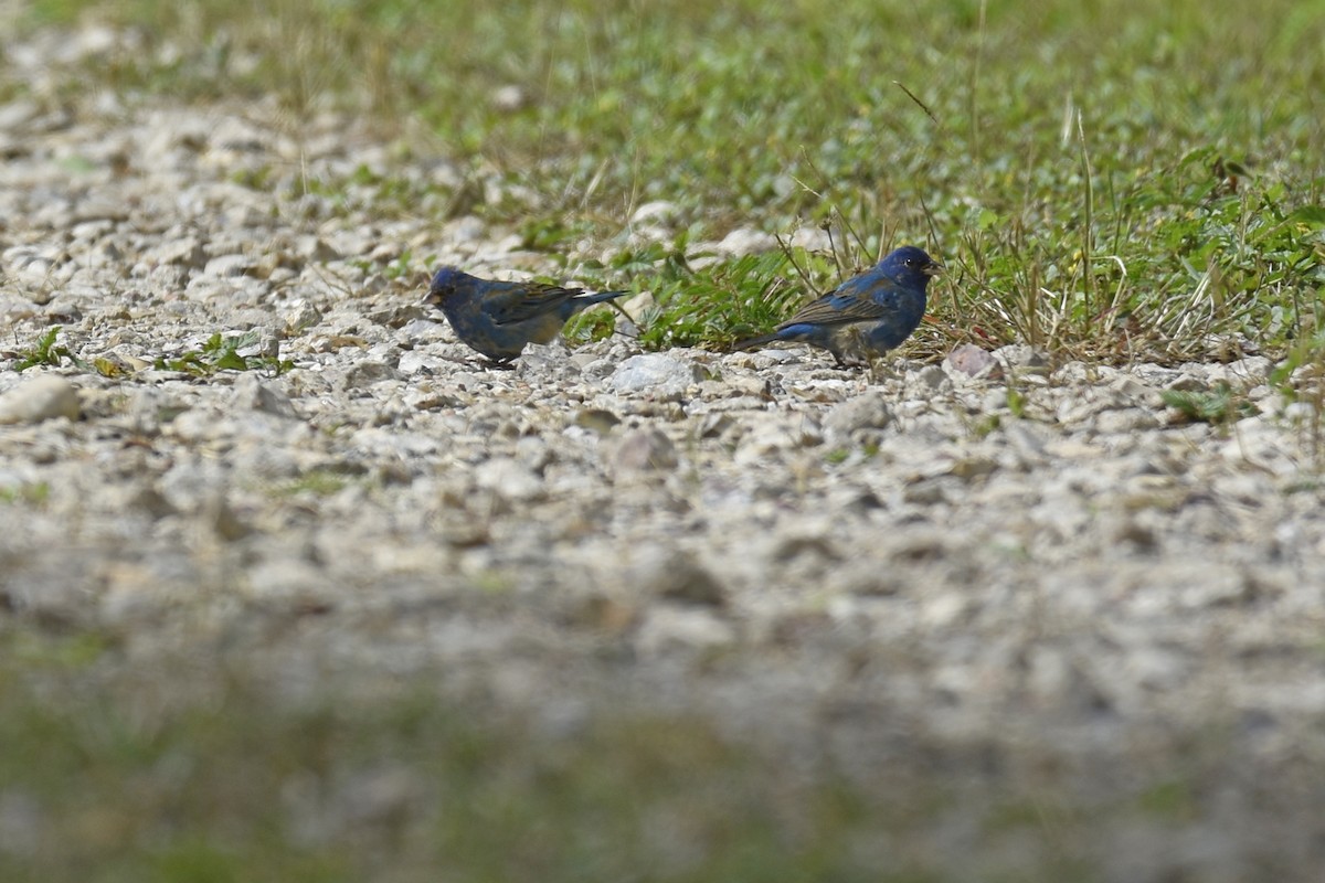 Indigo Bunting - ML655378039