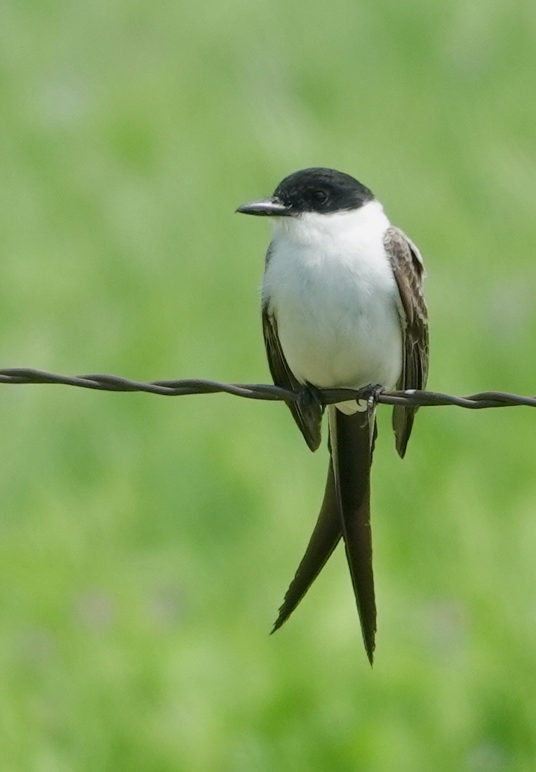 Fork-tailed Flycatcher - ML655378464