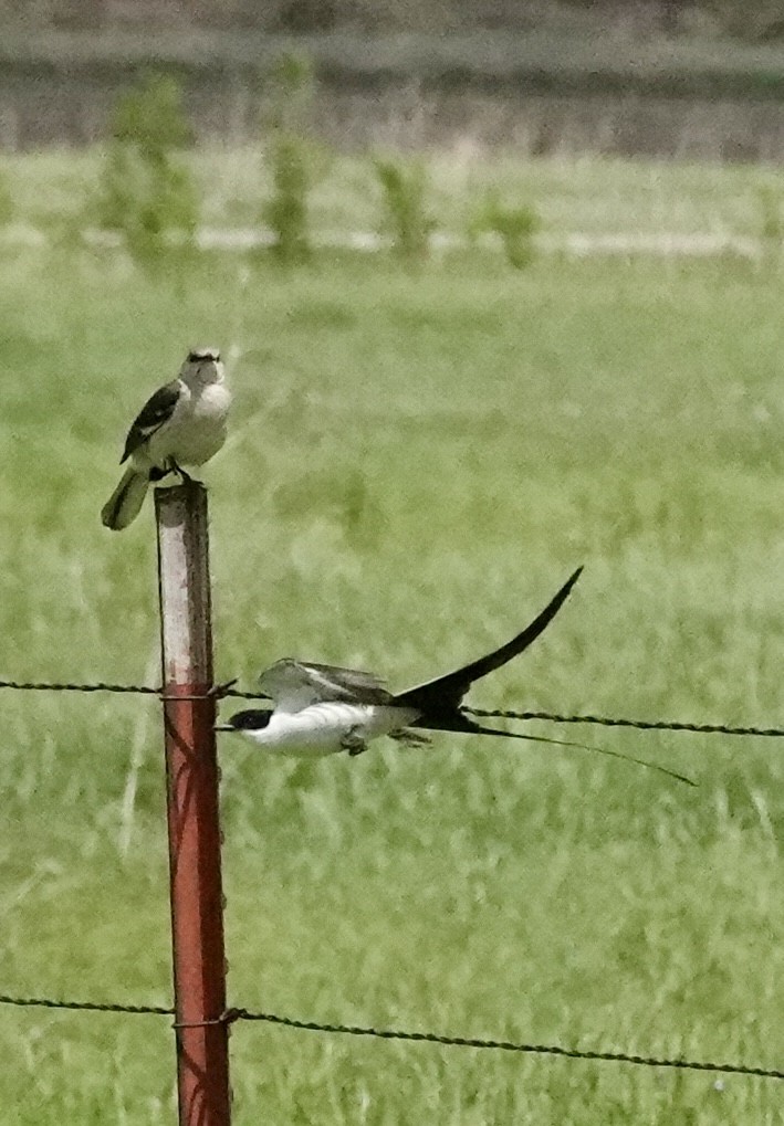Fork-tailed Flycatcher - ML655378465