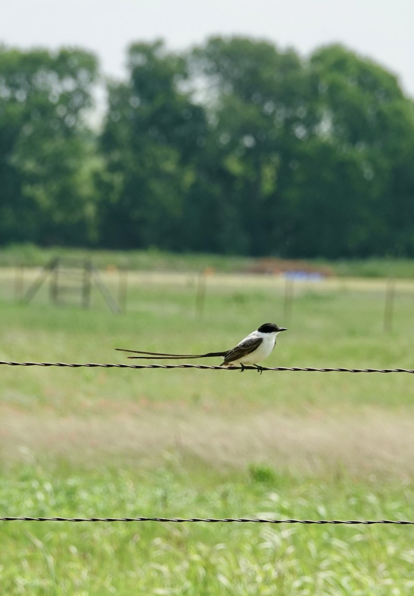 Fork-tailed Flycatcher - ML655378467