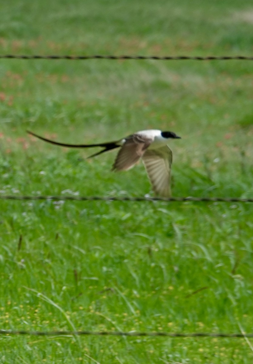 Fork-tailed Flycatcher - ML655378468