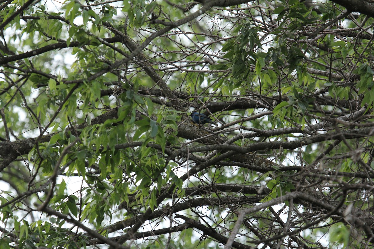Indigo Bunting - ML655378575