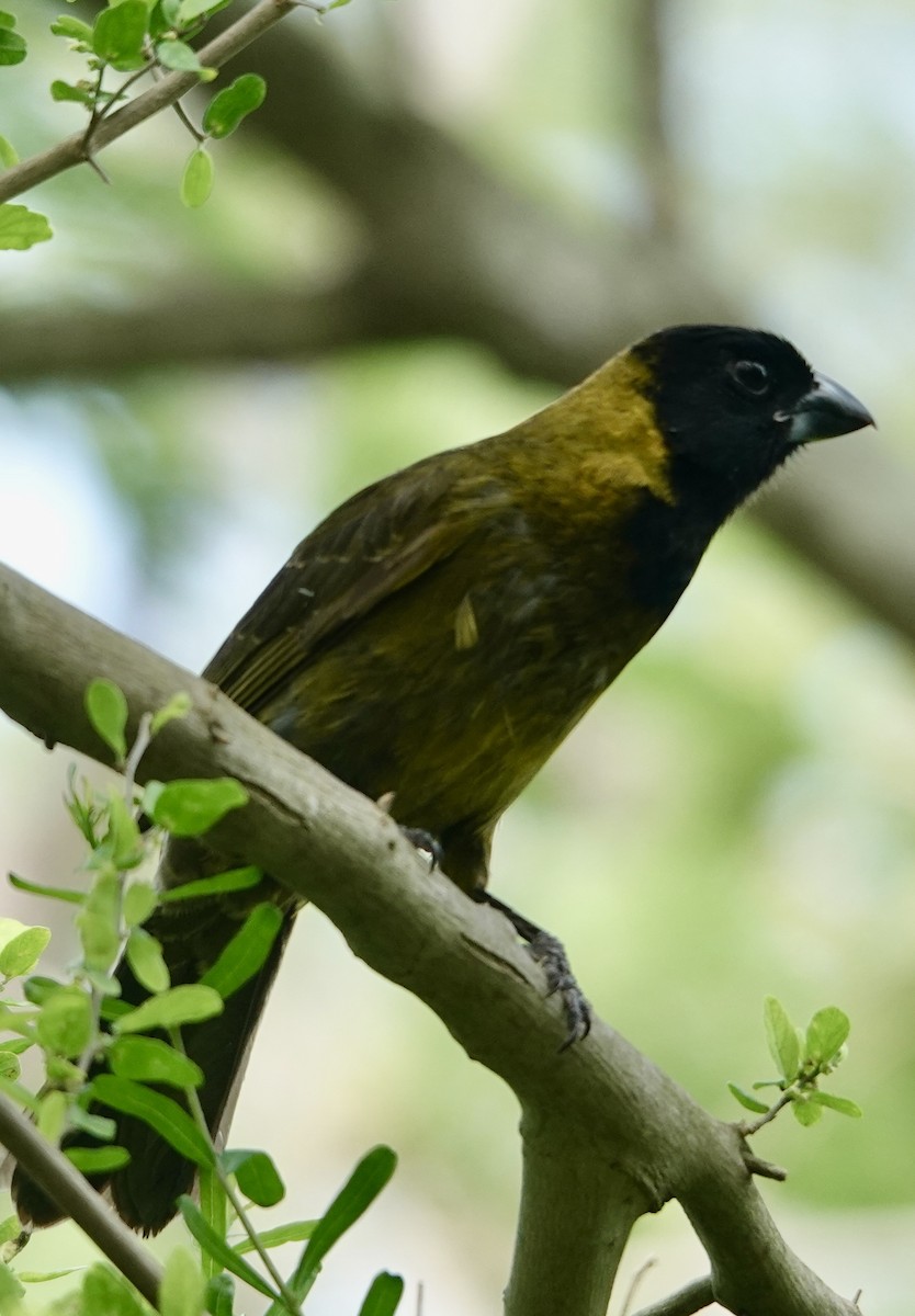 Crimson-collared Grosbeak - ML655379008