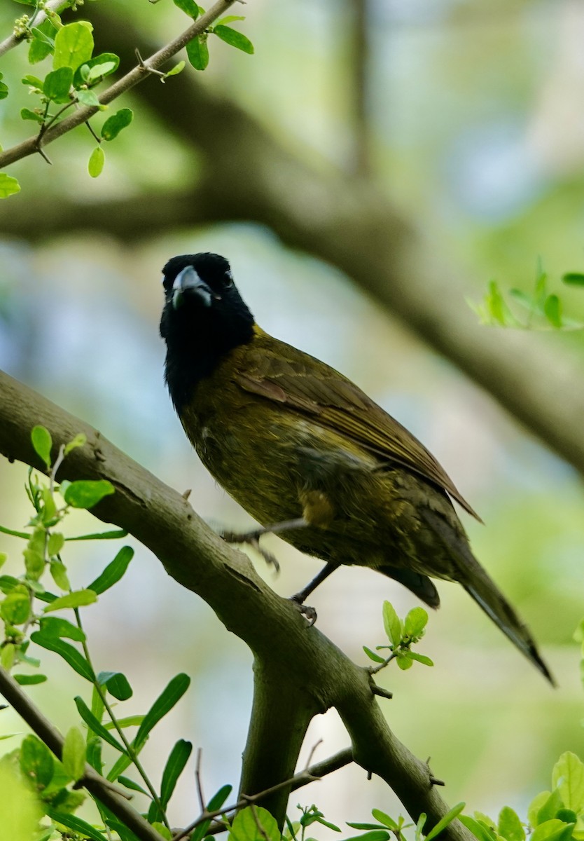 Crimson-collared Grosbeak - ML655379009