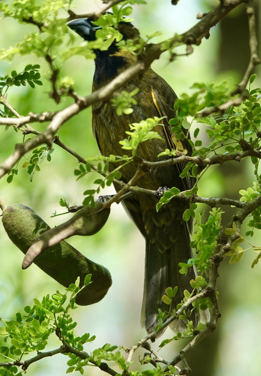 Crimson-collared Grosbeak - ML655379010