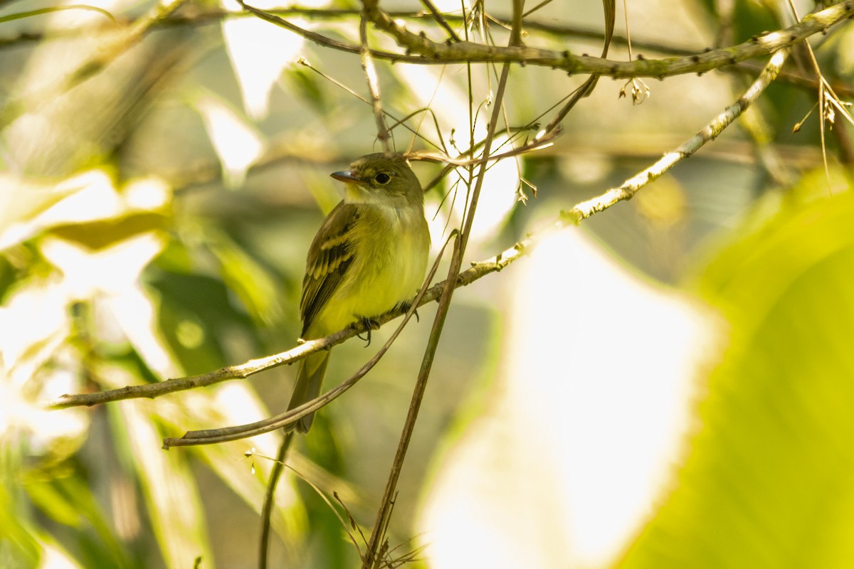 Alder Flycatcher - ML655379310