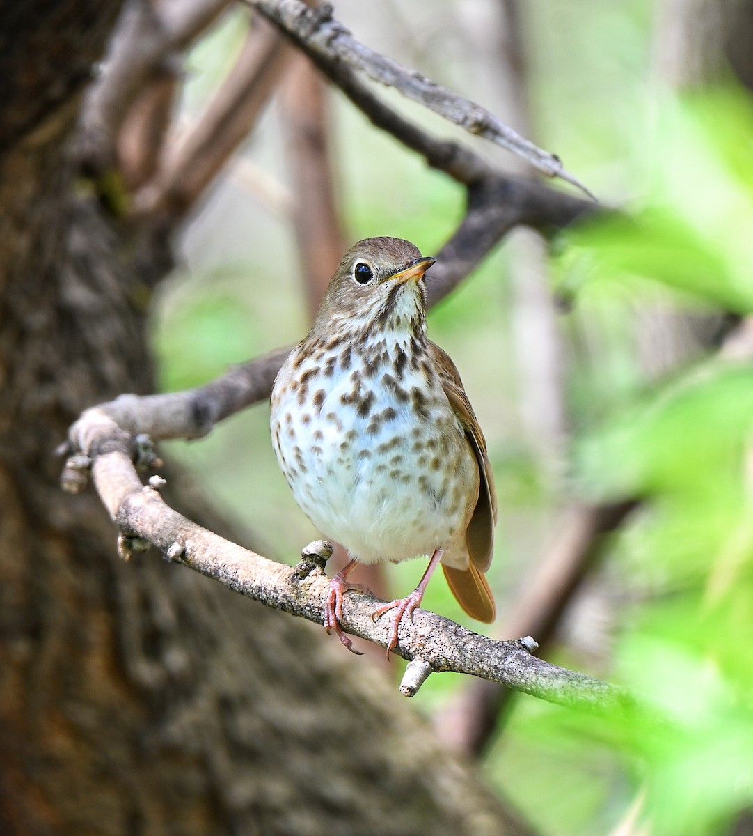 Hermit Thrush - ML655379477