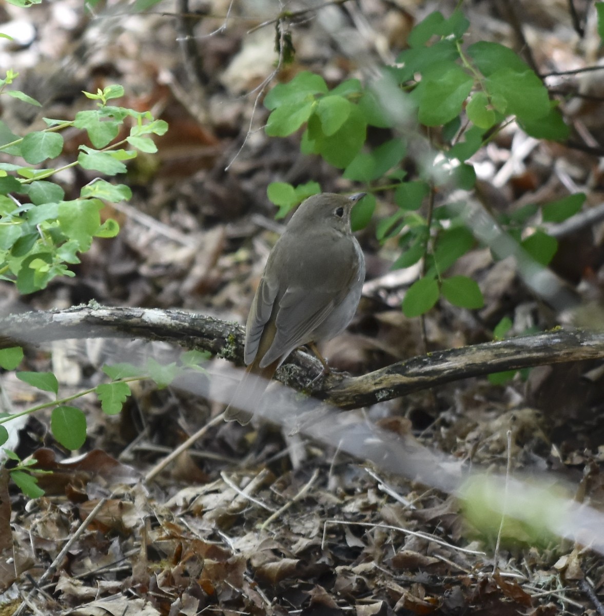Hermit Thrush - ML655379655