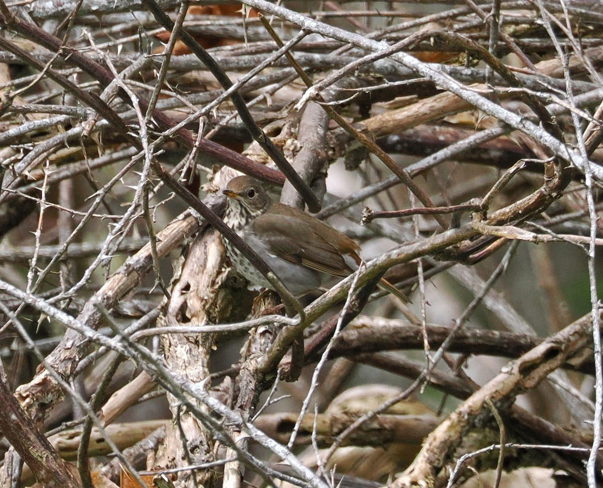 Hermit Thrush - ML655380289